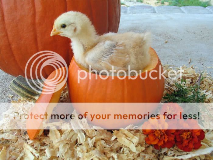 web-Buff-chick-pumpkin-2008.jpg