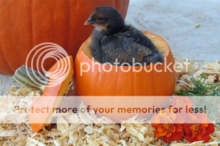 web-dark-chick--pumpkin--20.jpg