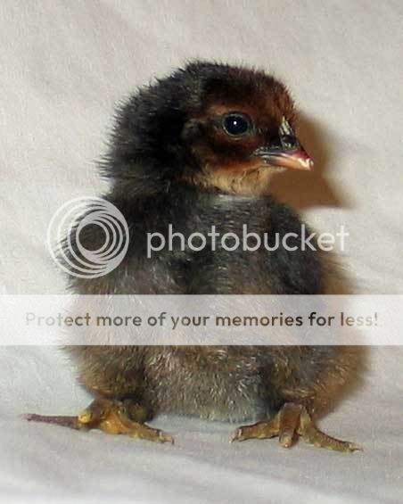 webdark-baby-chick-closeup.jpg