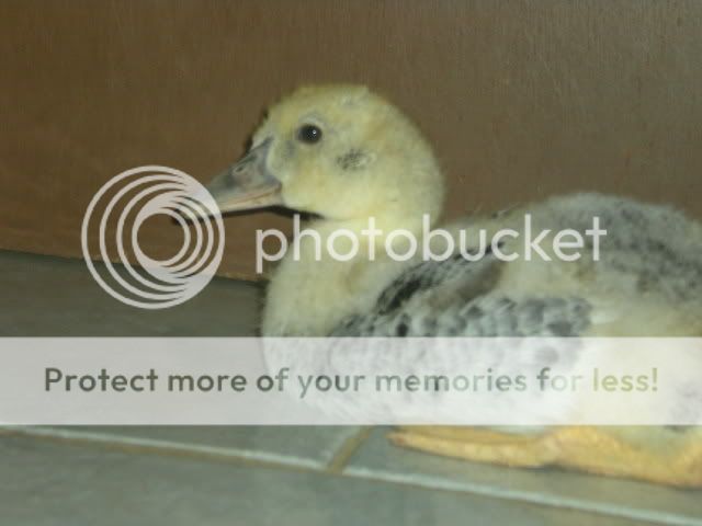 ducklings005.jpg