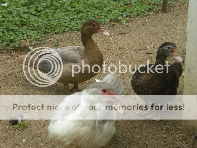 pheasants007-1.jpg