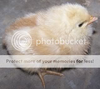 chicksnchickens008.jpg