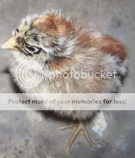 chicksnchickens010.jpg