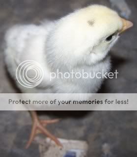chicksnchickens015-1.jpg