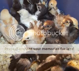 chicksnchickens016.jpg
