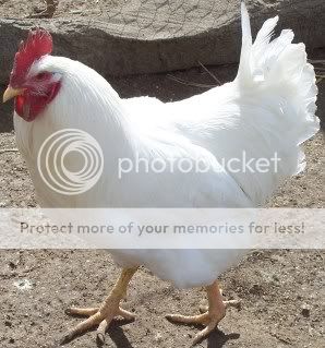 chicksnchickens028.jpg