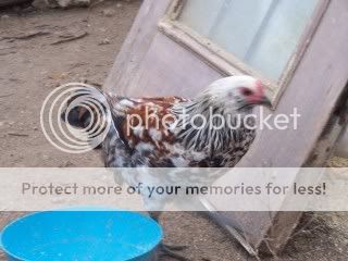 roosters012.jpg