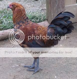 roosters021.jpg