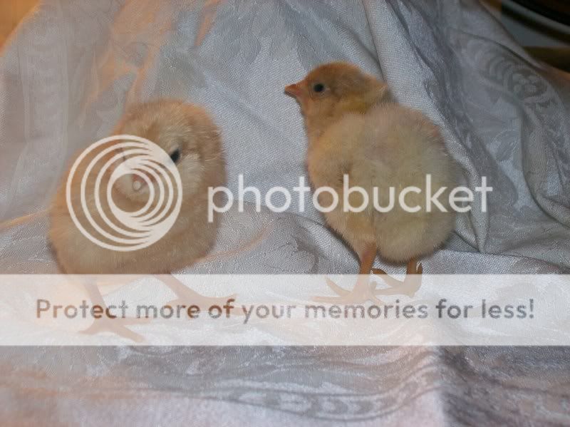 chicks116.jpg