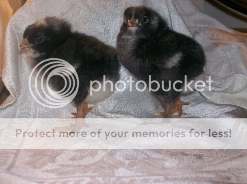 chicks120.jpg