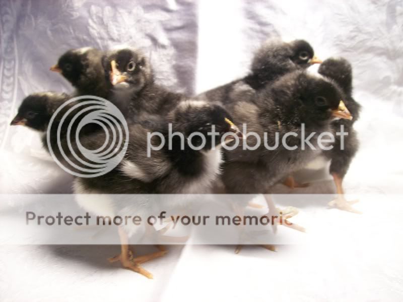 chicks207.jpg