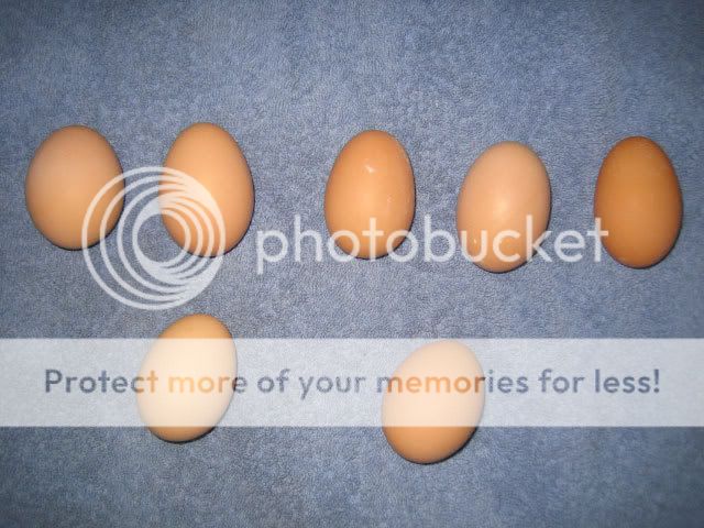 eggs1.jpg