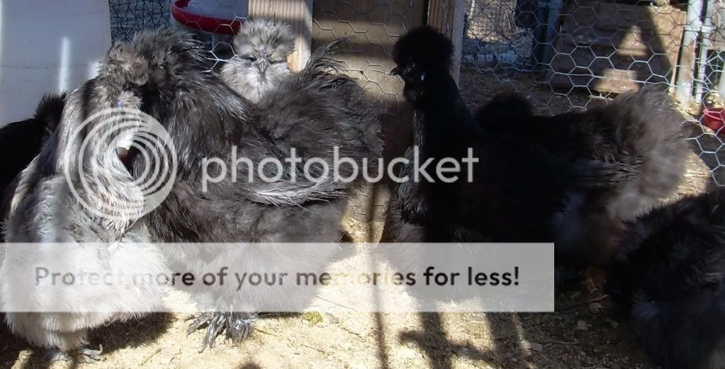 Silkies22010047.jpg