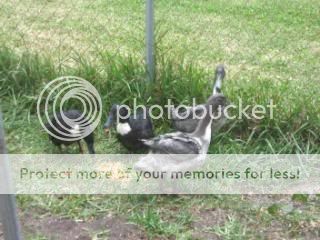 ducksandshuttlesbirthdaypics093.jpg
