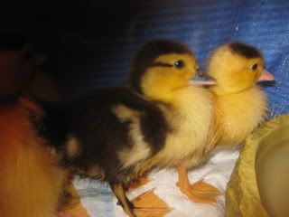 newmuscoveyducklings011.jpg