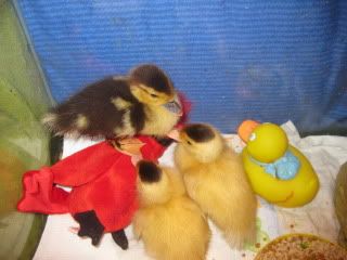 newmuscoveyducklings021.jpg