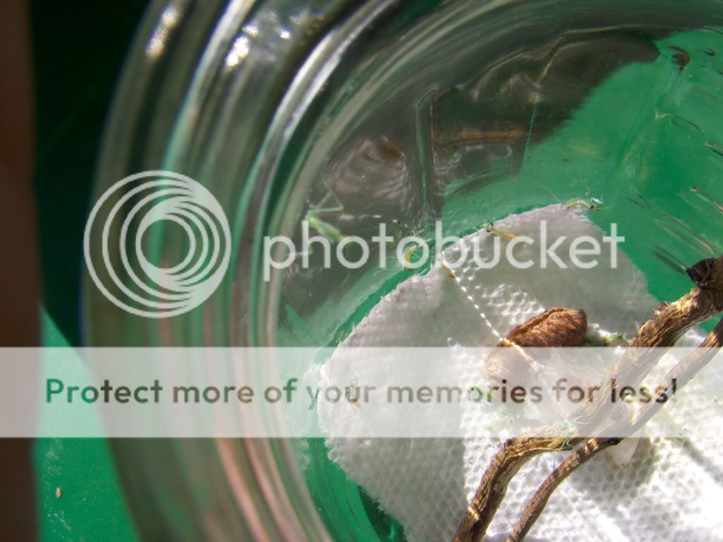 MantisHatching042.jpg