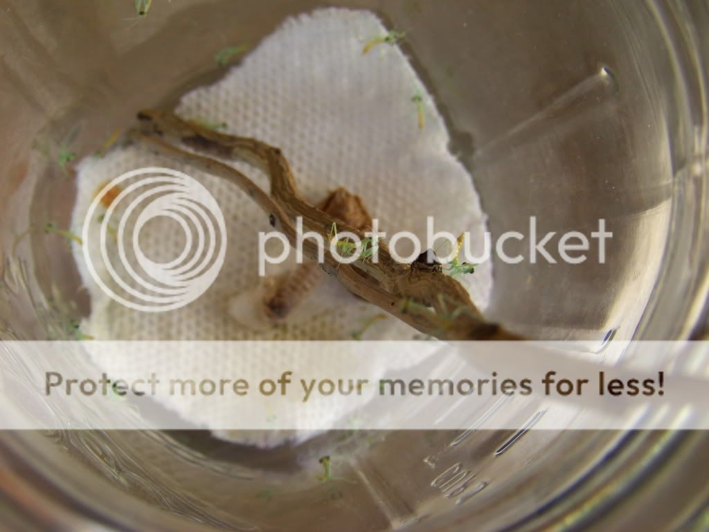 MantisHatching049.jpg
