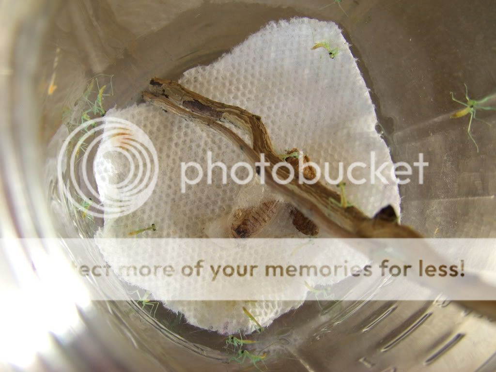 MantisHatching055.jpg