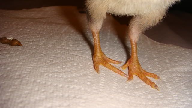 featherfeet003.jpg