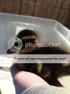 ducky4.jpg