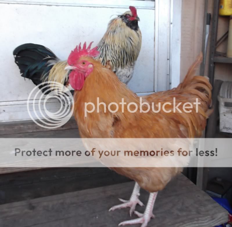 roosters.jpg