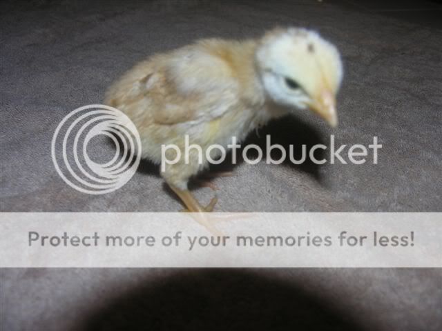 chicks_005.jpg
