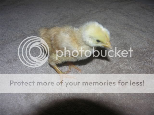 chicks_008.jpg