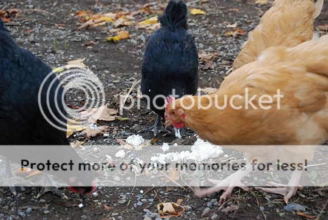 fall-08-chickens-treat2.jpg