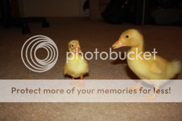ducklings003.jpg
