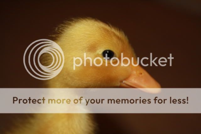 ducklings006.jpg