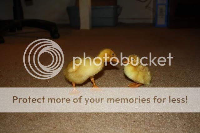 ducklings011.jpg
