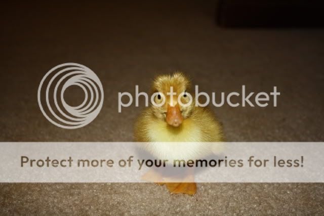 ducklings012.jpg