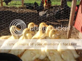 Ducklings3wks.jpg