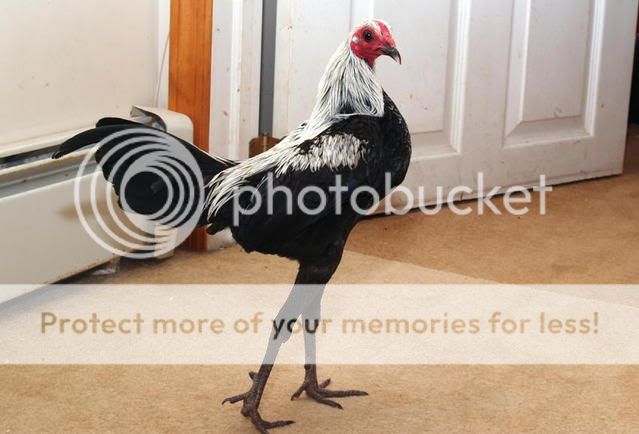 ChickenShowJanuary20080222.jpg