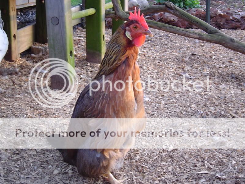 PoultryPics002.jpg