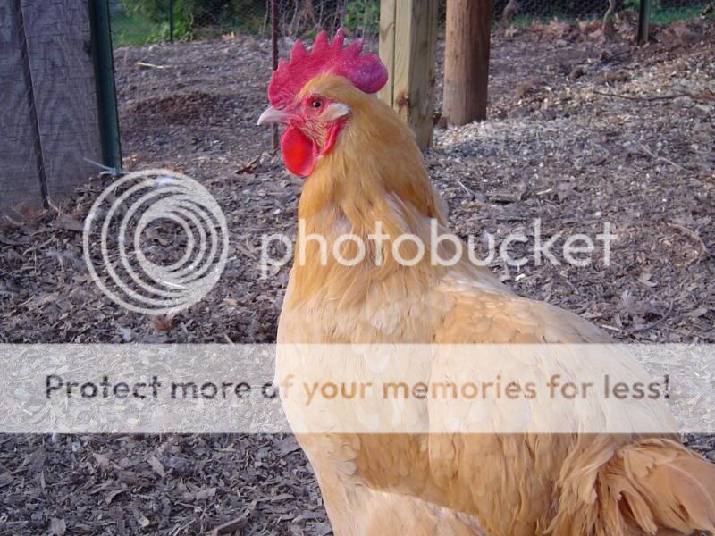 PoultryPics005.jpg