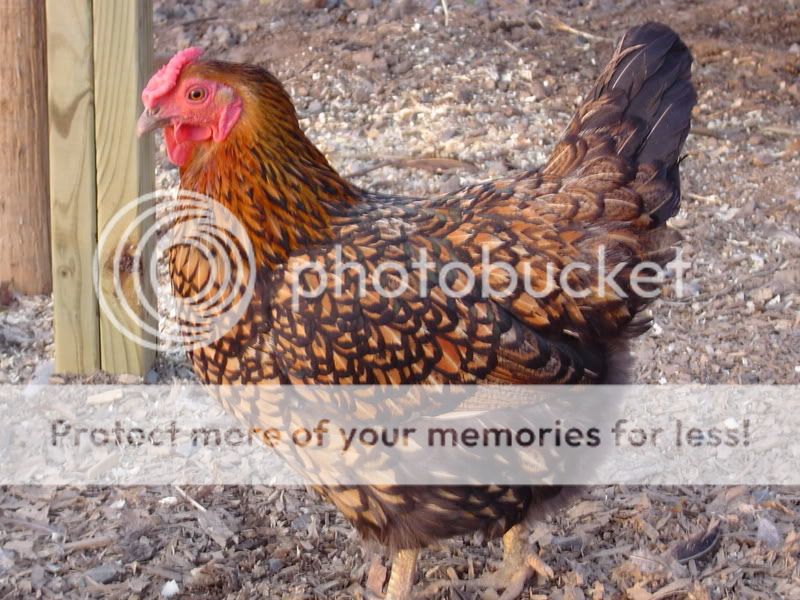 PoultryPics007.jpg