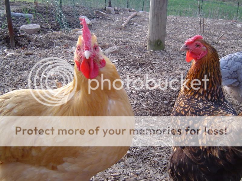 PoultryPics015.jpg