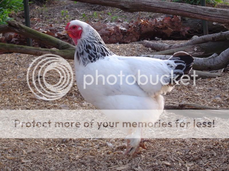 PoultryPics017.jpg
