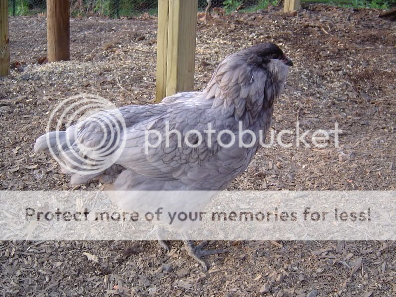 PoultryPics018.jpg