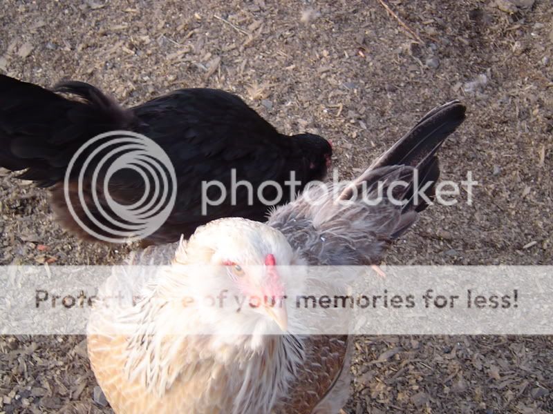 PoultryPics020.jpg