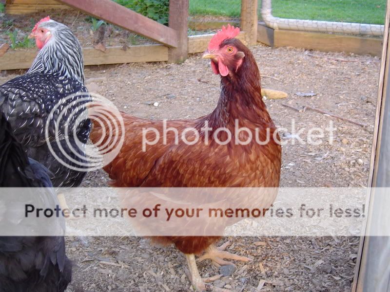 PoultryPics021.jpg