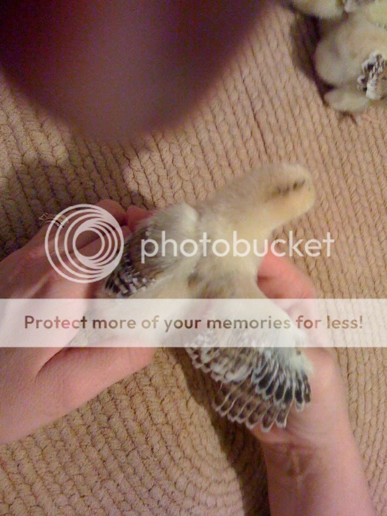 Chick4.jpg