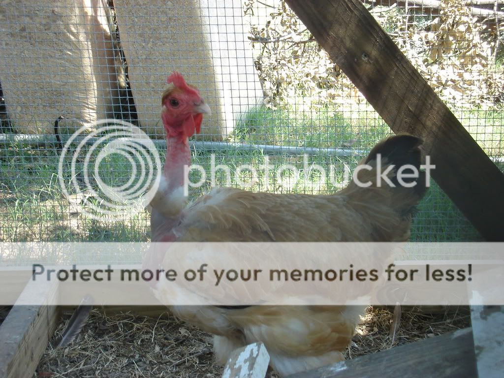 Chickens020.jpg