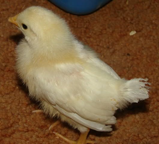 chick7.jpg