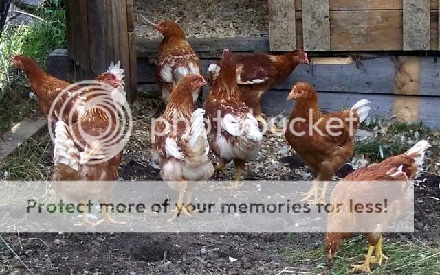 chickens7-16-08.jpg