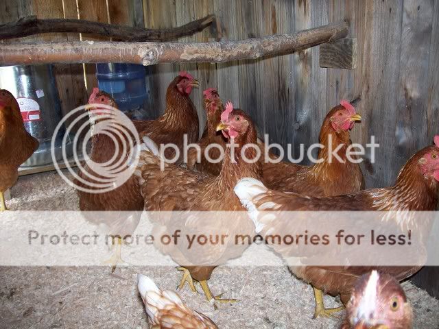chickens9-4-08018.jpg