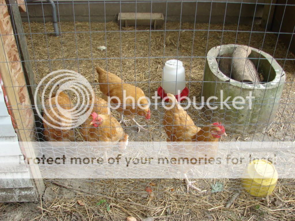 ChickenBeginnings026.jpg