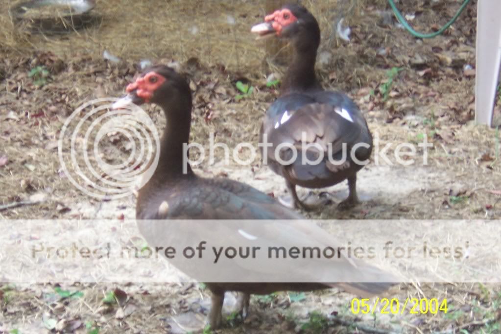 ducks012.jpg